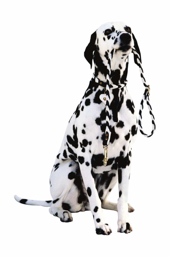 狗_寵物_犬_dog_dog