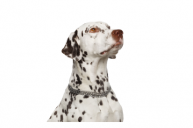 斑點狗_大麥町犬_小丹犬_斑點犬_dalmatian