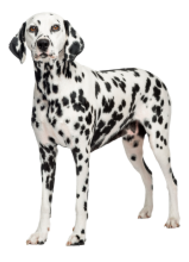 斑點狗_大麥町犬_小丹犬_斑點犬_dalmatian