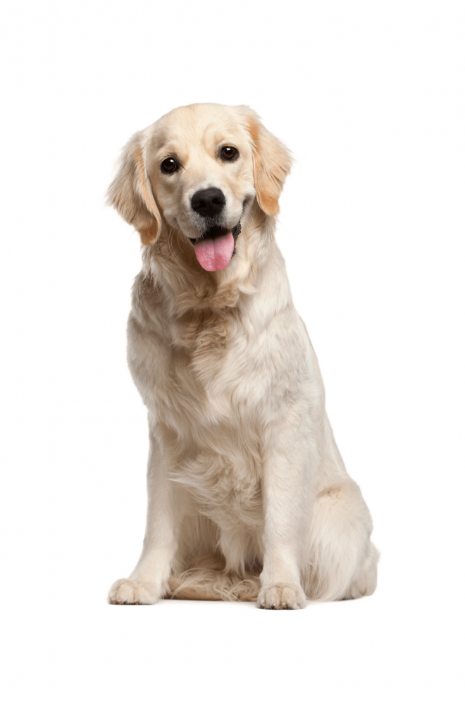 狗_拉布拉多尋回犬_拉拉_獵犬_labrador_retriever