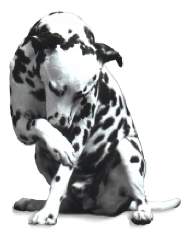 斑點狗_大麥町犬_小丹犬_斑點犬_dalmatian