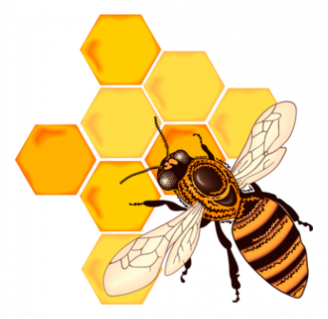 昆蟲_蜜蜂_bee_bee