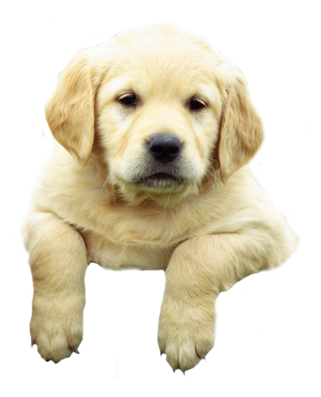 狗_拉布拉多尋回犬_拉拉_獵犬_labrador_retriever