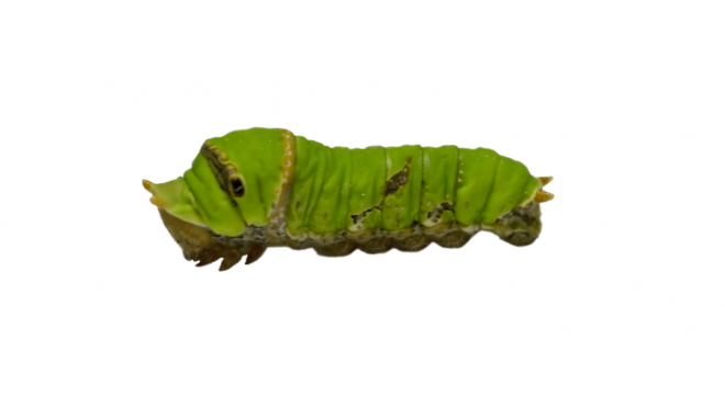昆蟲_毛毛蟲_caterpillar_caterpillar