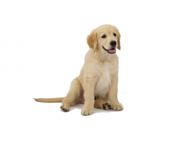 狗_拉布拉多尋回犬_拉拉_獵犬_labrador_retriever