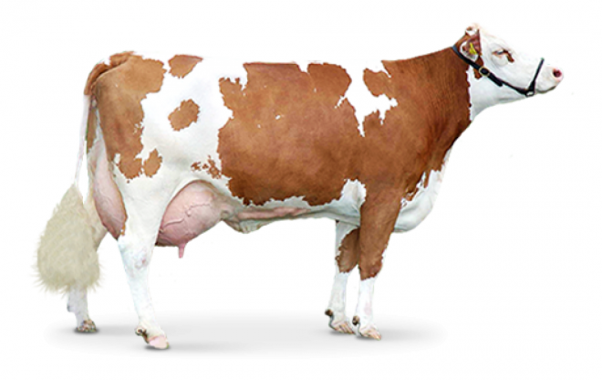 牛_奶牛_母牛_肉牛_菜牛_cow_cow