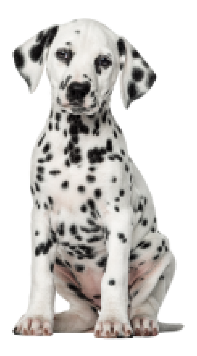 斑點狗_大麥町犬_小丹犬_斑點犬_dalmatian