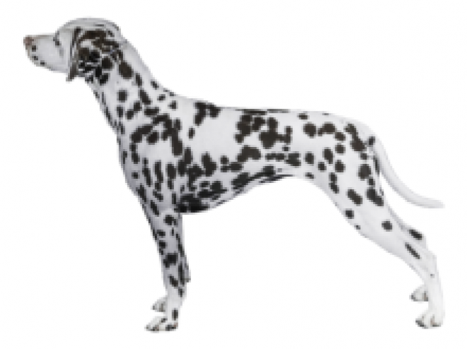 斑點狗_大麥町犬_小丹犬_斑點犬_dalmatian