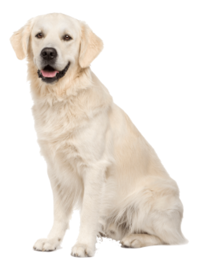 狗_拉布拉多尋回犬_拉拉_獵犬_labrador_retriever