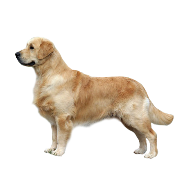 狗_拉布拉多尋回犬_拉拉_獵犬_labrador_retriever