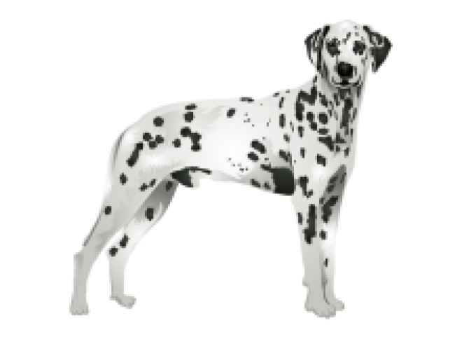 斑點狗_大麥町犬_小丹犬_斑點犬_dalmatian