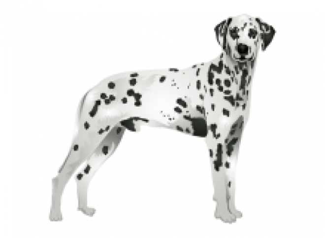 斑点狗_大麦町犬_小丹犬_斑点犬_dalmatian