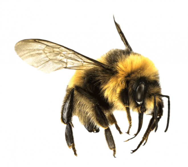 昆蟲_蜜蜂_bee_bee