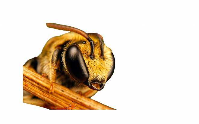 昆蟲_蜜蜂_bee_bee