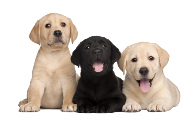 狗_拉布拉多尋回犬_拉拉_獵犬_labrador_retriever