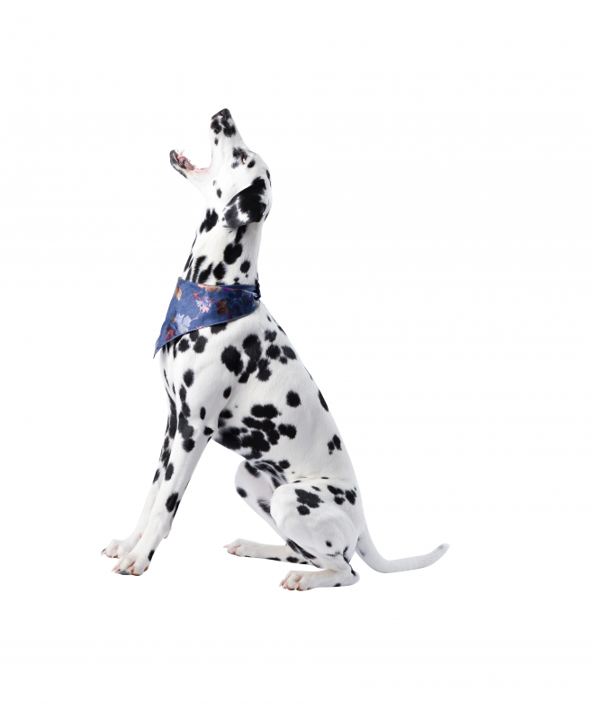 斑點狗_大麥町犬_小丹犬_斑點犬_dalmatian