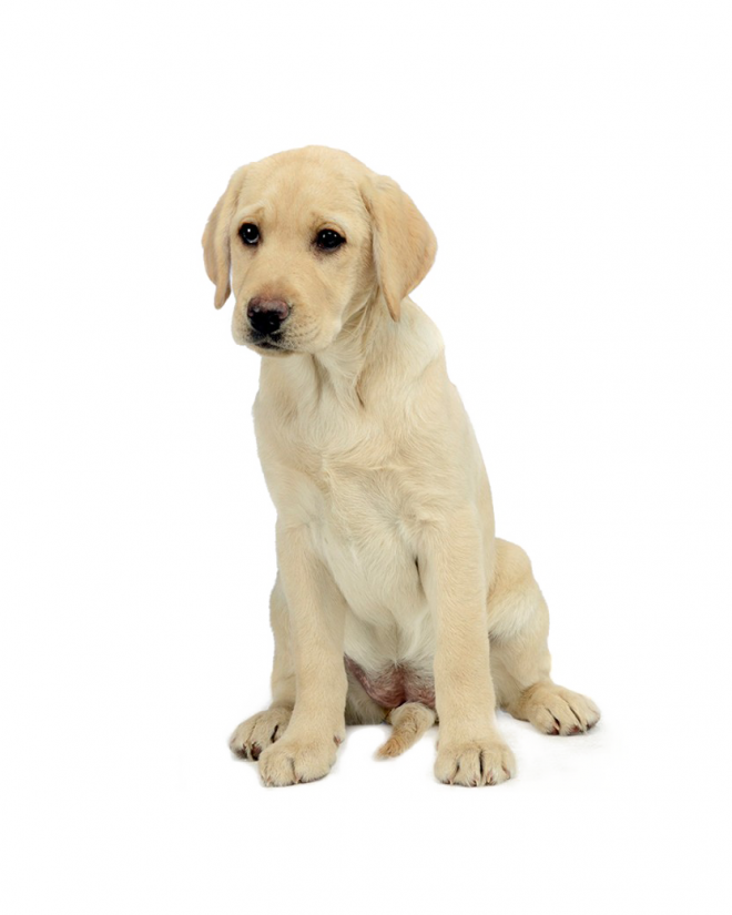 狗_拉布拉多尋回犬_拉拉_獵犬_labrador_retriever