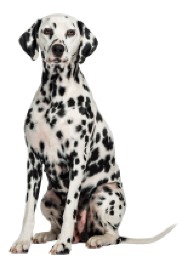 斑點狗_大麥町犬_小丹犬_斑點犬_dalmatian