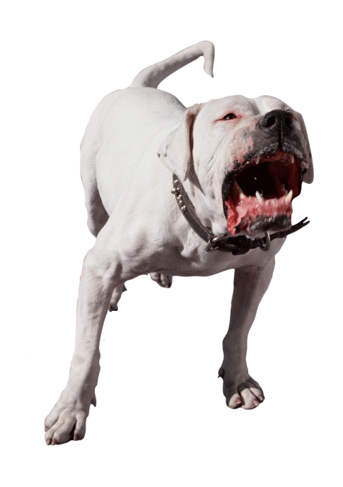 狗_寵物_犬_dog_dog