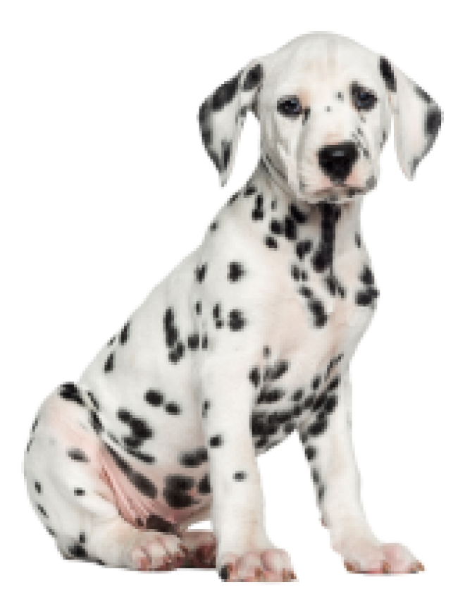 斑點狗_大麥町犬_小丹犬_斑點犬_dalmatian