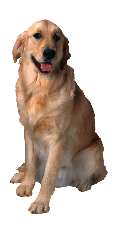 狗_寵物_犬_dog_dog