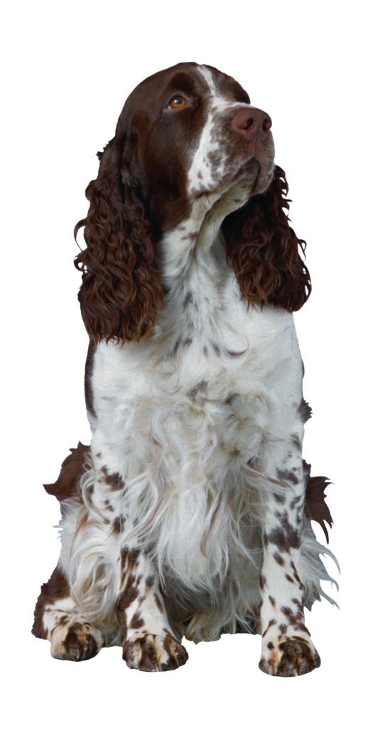 狗_寵物_犬_dog_dog