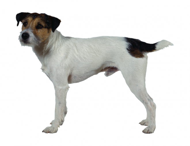 狗_寵物_犬_dog_dog