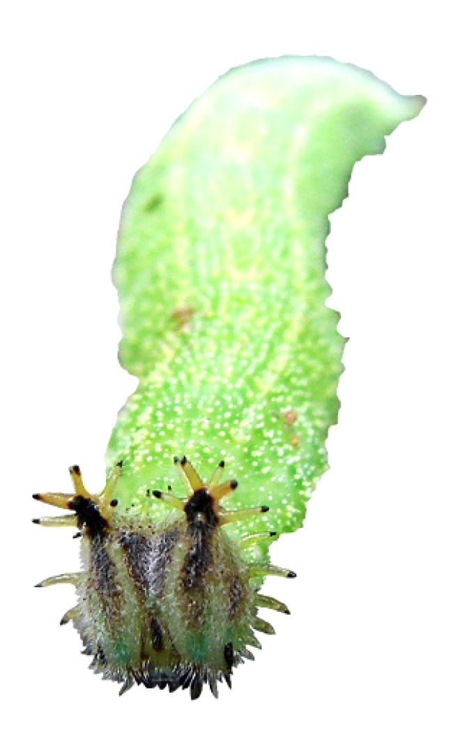 昆蟲_毛毛蟲_caterpillar_caterpillar