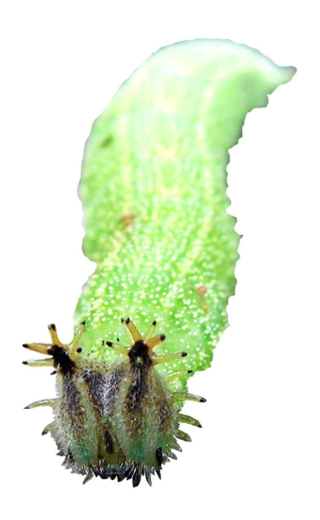 昆虫_毛毛虫_caterpillar_caterpillar