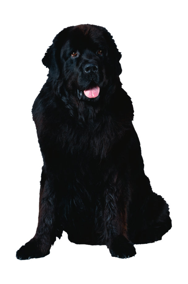 狗_寵物_犬_dog_dog