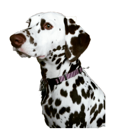 斑點狗_大麥町犬_小丹犬_斑點犬_dalmatian