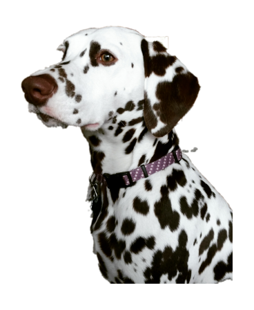 斑点狗_大麦町犬_小丹犬_斑点犬_dalmatian