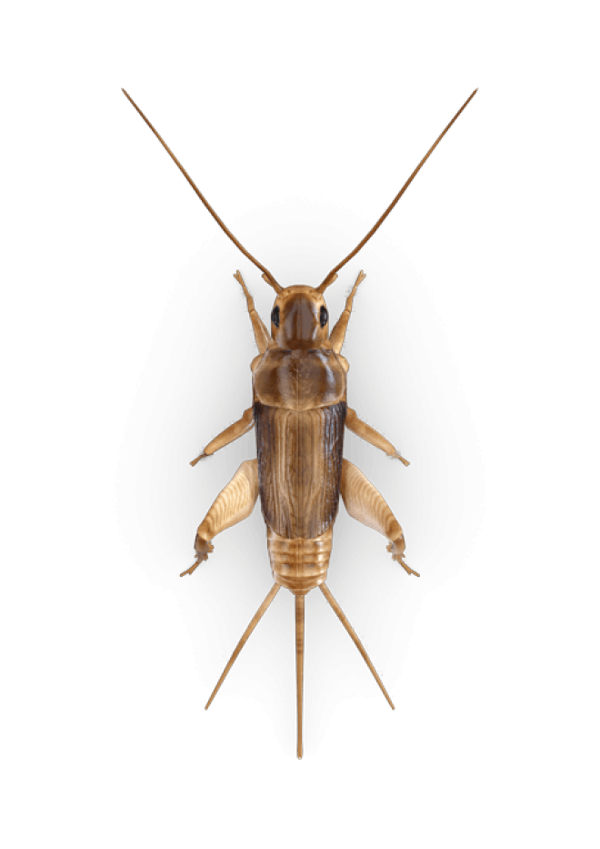 昆蟲_蟋蟀_蛐蛐_促織_將軍蟲_cricket_insect_cricket_insect