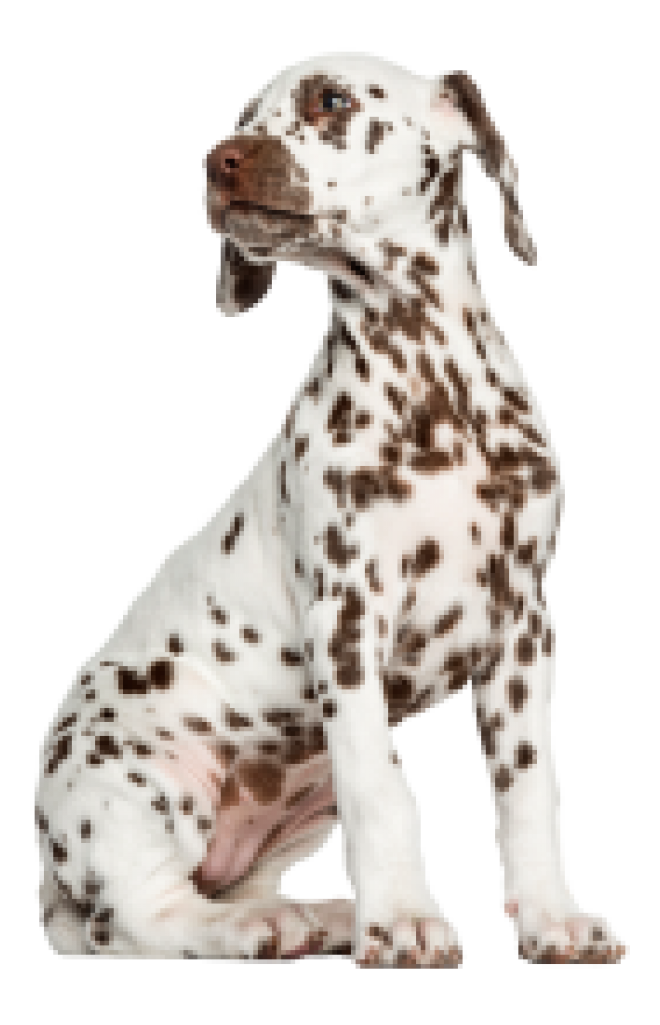 斑點狗_大麥町犬_小丹犬_斑點犬_dalmatian