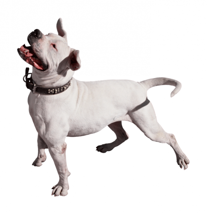 狗_寵物_犬_dog_dog