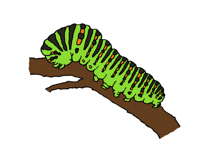 昆蟲_毛毛蟲_caterpillar_caterpillar