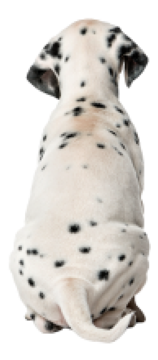 斑點狗_大麥町犬_小丹犬_斑點犬_dalmatian
