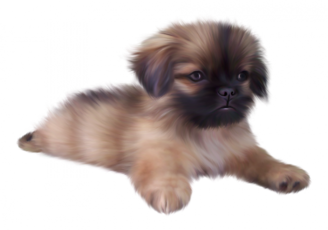 狗_寵物_犬_dog_dog