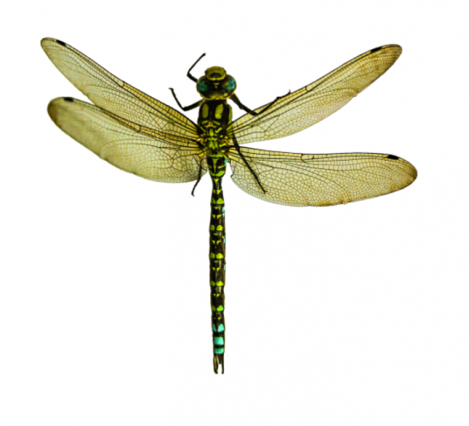 昆虫_蜻蜓_点灯儿_纱羊_dragonfly_dragonfly
