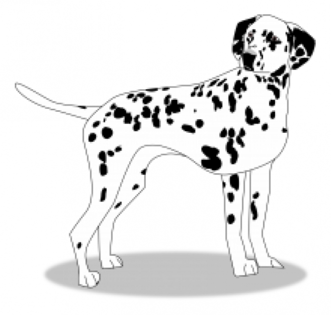 斑點狗_大麥町犬_小丹犬_斑點犬_dalmatian