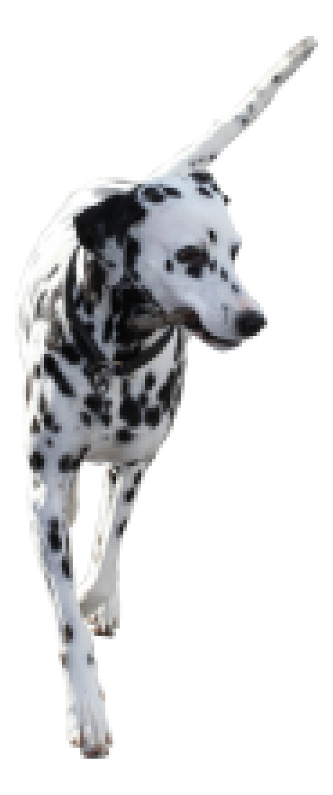 斑點狗_大麥町犬_小丹犬_斑點犬_dalmatian