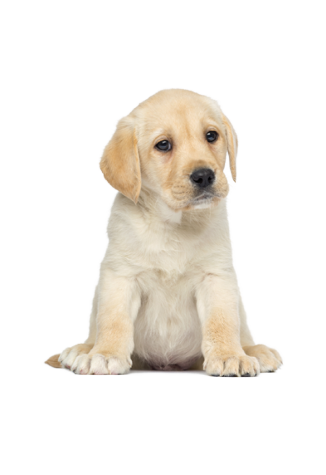 狗_拉布拉多尋回犬_拉拉_獵犬_labrador_retriever