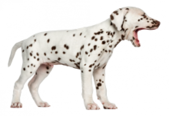 斑點(diǎn)狗_大麥町犬_小丹犬_斑點(diǎn)犬_dalmatian