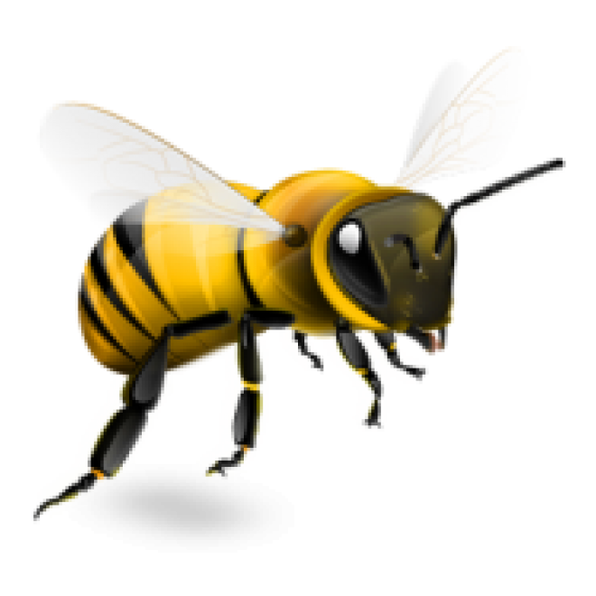昆蟲_蜜蜂_bee_bee