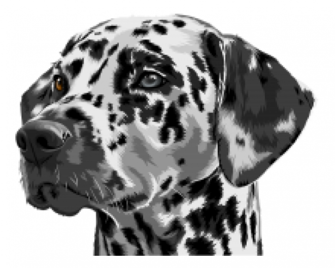 斑點狗_大麥町犬_小丹犬_斑點犬_dalmatian