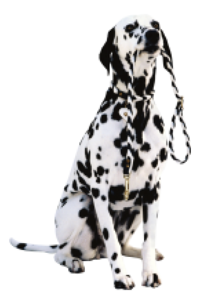 斑點狗_大麥町犬_小丹犬_斑點犬_dalmatian