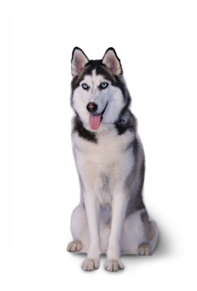 狗_寵物_哈士奇_husky_husky