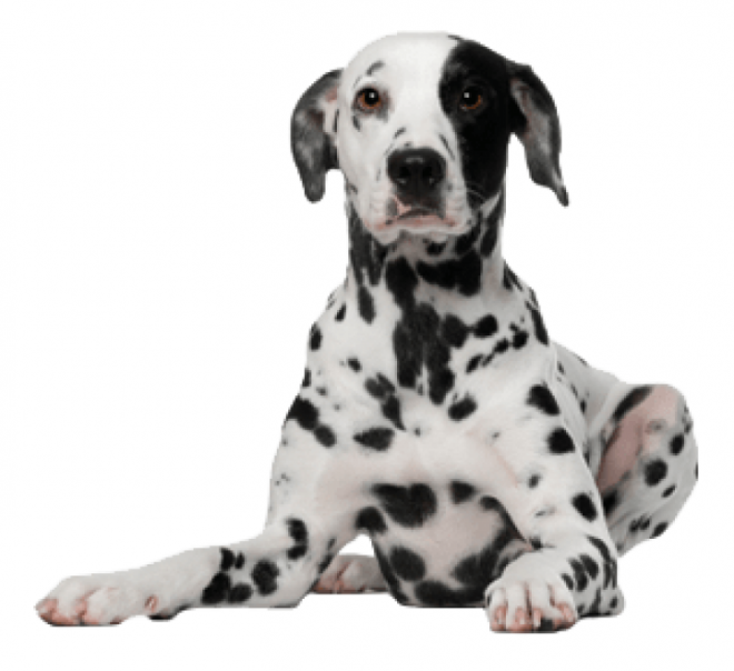 斑點狗_大麥町犬_小丹犬_斑點犬_dalmatian