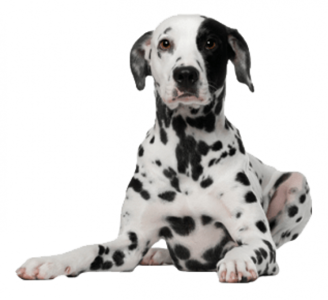 斑点狗_大麦町犬_小丹犬_斑点犬_dalmatian