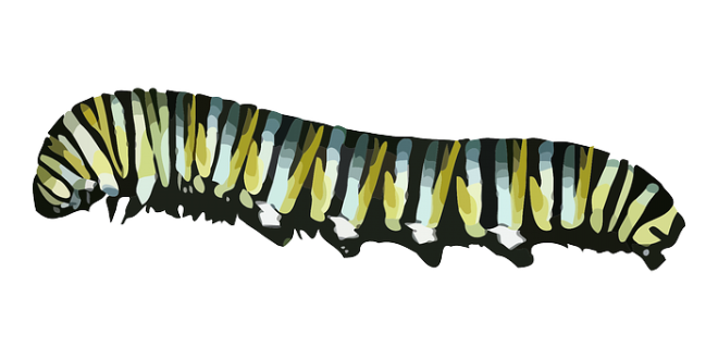 昆蟲_毛毛蟲_caterpillar_caterpillar